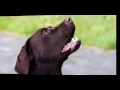 Labrador Retriever Barking DOG BARKING Sound Effect High Quality 