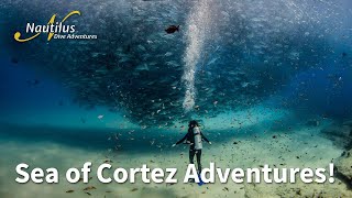Sea of Cortez - Dive the Aquarium of the World! #seaofcortez #baja #diving