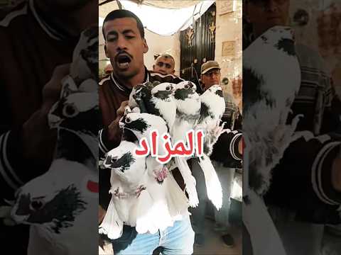 المزاد الحمام الغزار محمدالعربي