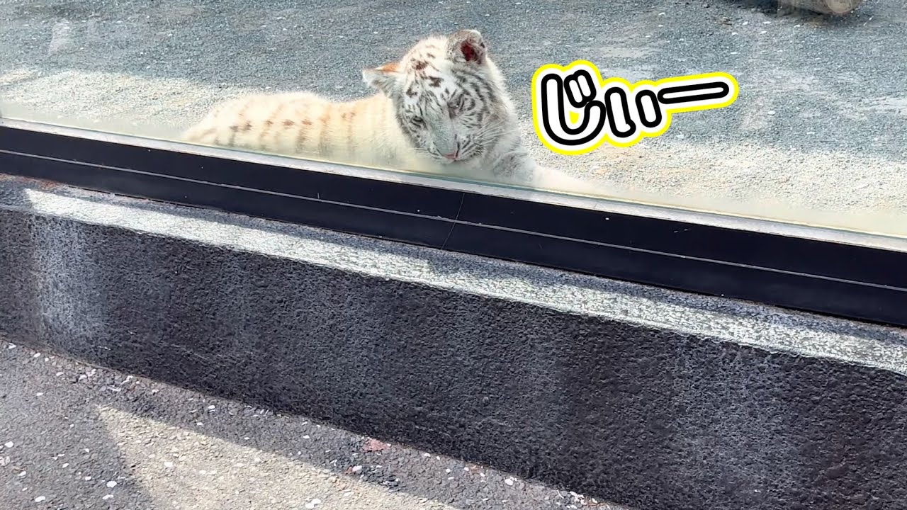 風で舞う桜の花びらを今にも襲いかかりたいハクくん🌸🐯うずうずが動画の最後で爆発❗️　4月10日 東武動物公園　ホワイトタイガー赤ちゃん