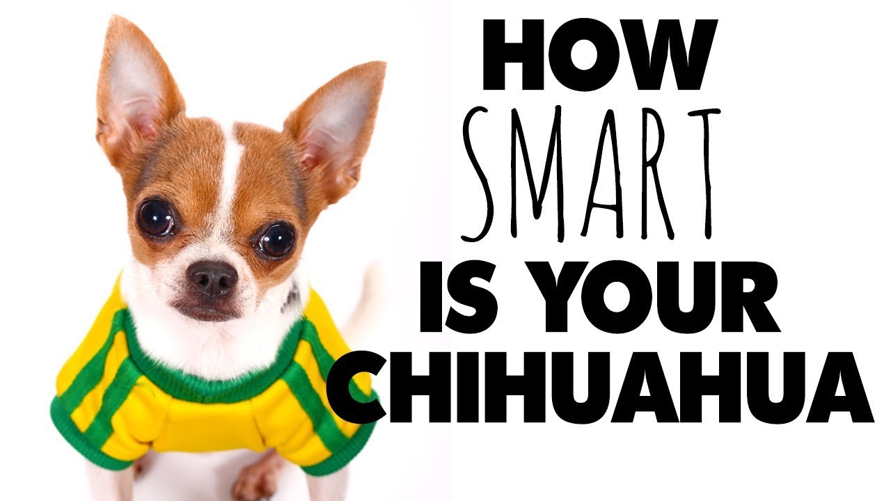 Are Chihuahuas Smarter Than Other Dogs