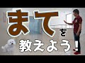 犬のしつけ 犬の待ての教え方