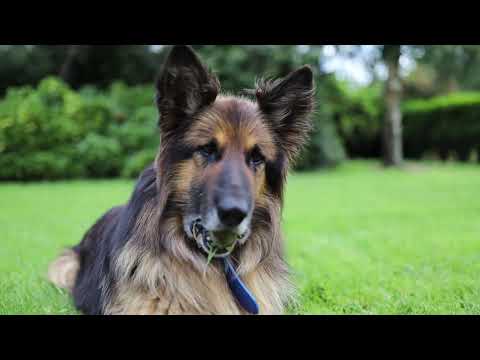 ali-german-shepherd---canon-eosr-35mm-1.4-mk-ii