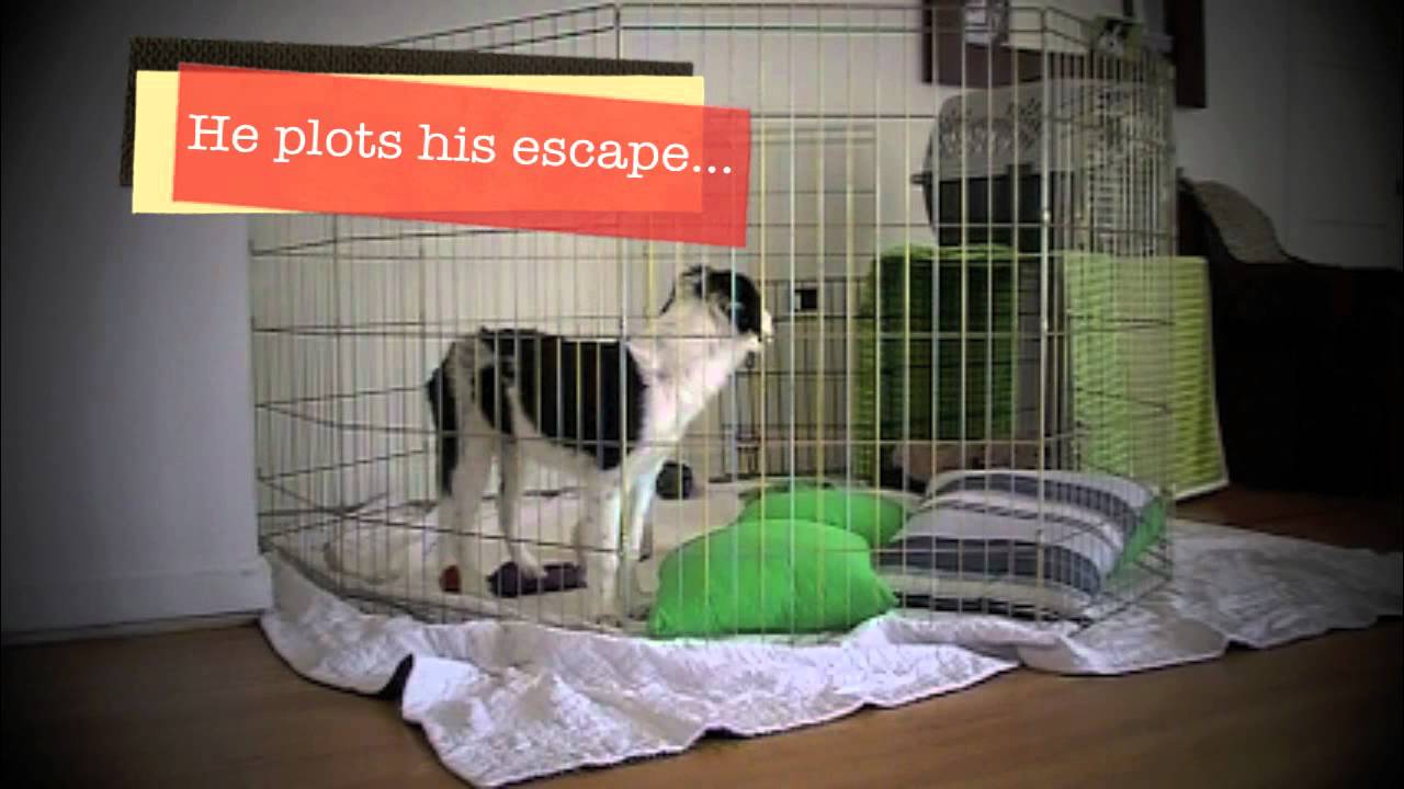 Home Alone 1: The Great Escape! physical education