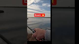 Λαβράκι στα ρηχά! #fishing #bassfishing  #spinning #ψάρεμα #seabass