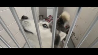 NJ police and Operation Bark Drop deliver pet supplies to animal shelters