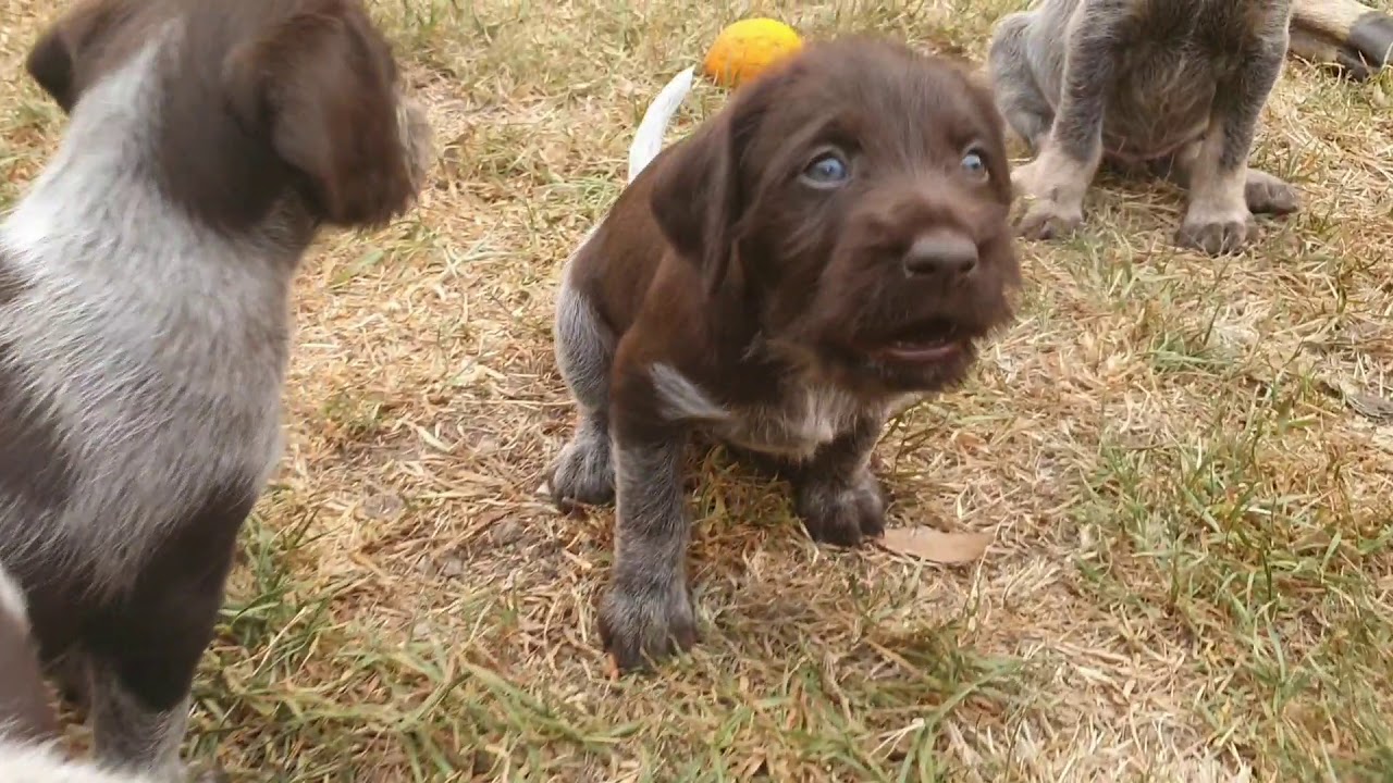 german wirehaired pointer liver