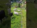 goat vs electric fence⚡️#goat #farming #dairy [no animals were harmed in the making of this video]