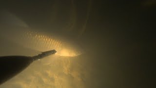 подводная охота 2024 белый амур, сазан, судак.
