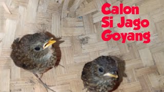 anakan burung cingcoang coklt / pemberian pakan jongkangan coklat