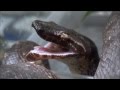 ビブロンボアの食事風景～ピンクマウス編～ Solomon Island Tree Boa Feeding