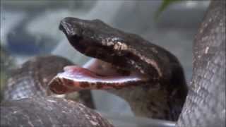 ビブロンボアの食事風景～ピンクマウス編～ Solomon Island Tree Boa Feeding