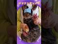 マツケンサンバII再び#猫ダンス