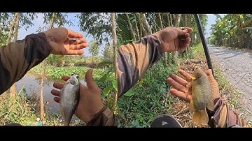 Câu cá rô đồng mà trúng được mớ cá thác lác giực phê luôn |Fishing