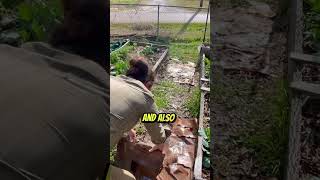 Cardboard Attracts WORMS 🪱  #gardening #farming #shorts