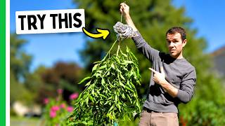 You've Never Tried THIS Trick To Ripen Peppers…(Hang Ripening)