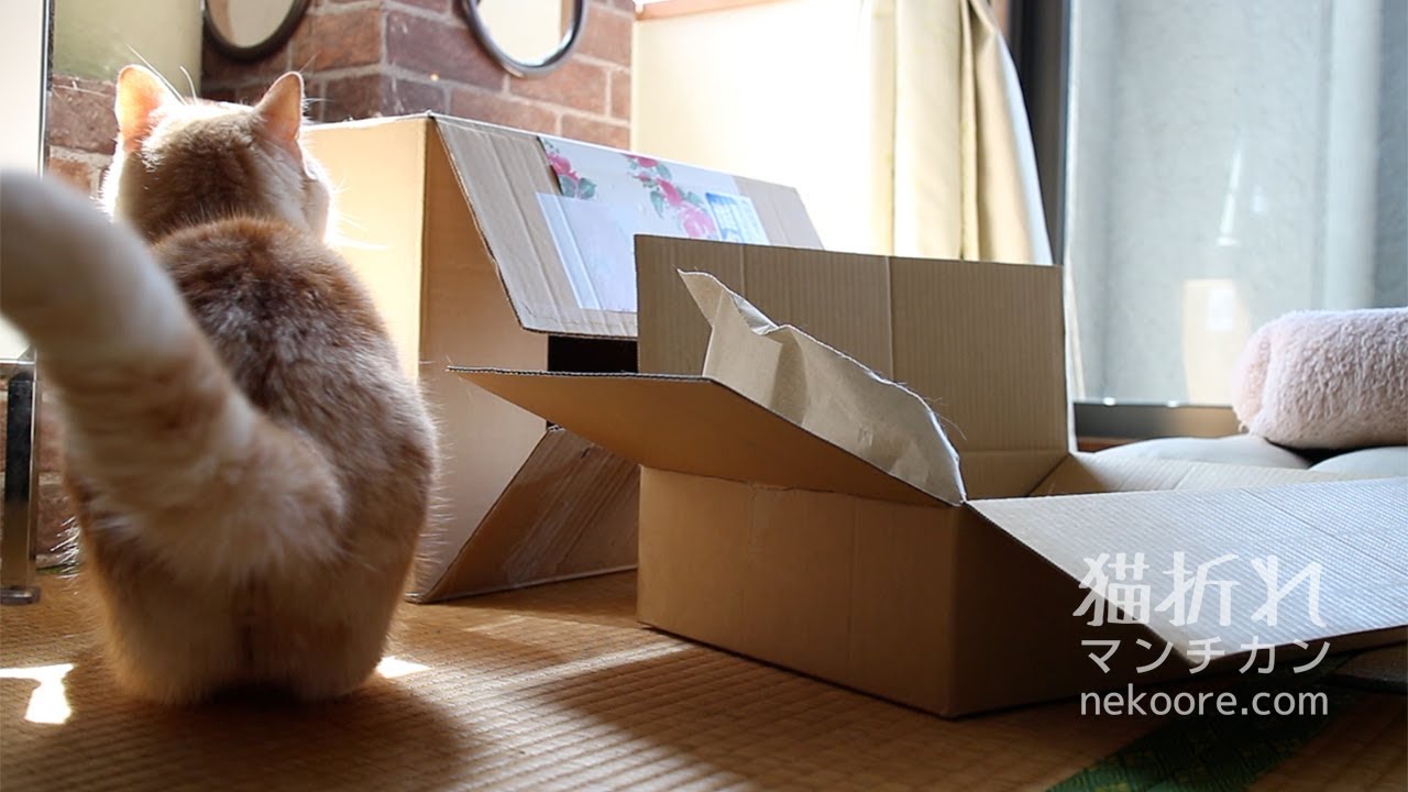 munchkin cat breeders near me 猫ジャンプのエフェクトのような埃 [マンチカン菊之助]-Cat jump effect