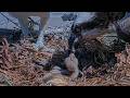 Clark Delivers Lunch To Iris And Chick At Hellgate Osprey Nest | June 15, 2026