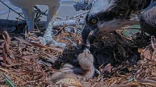 Clark Delivers Lunch To Iris And Chick At Hellgate Osprey Nest | June 15, 2026