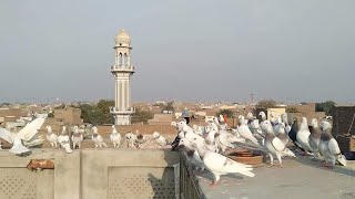 sharbatti ghagry or babbry qasid  fighter pigeons multan