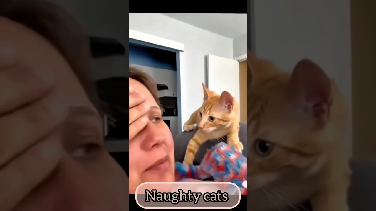 Naughty Cats Caught in Action