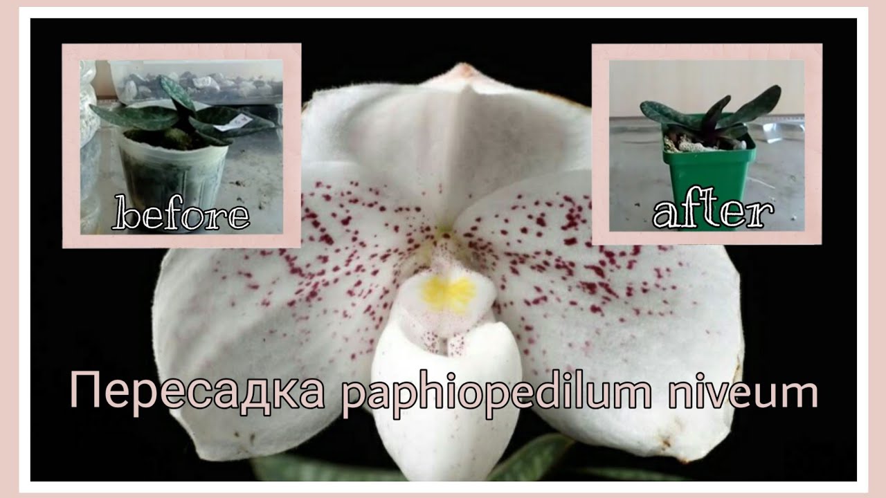 25. ПЕРЕСАДКА PAPHIOPEDILUM NIVEUM!