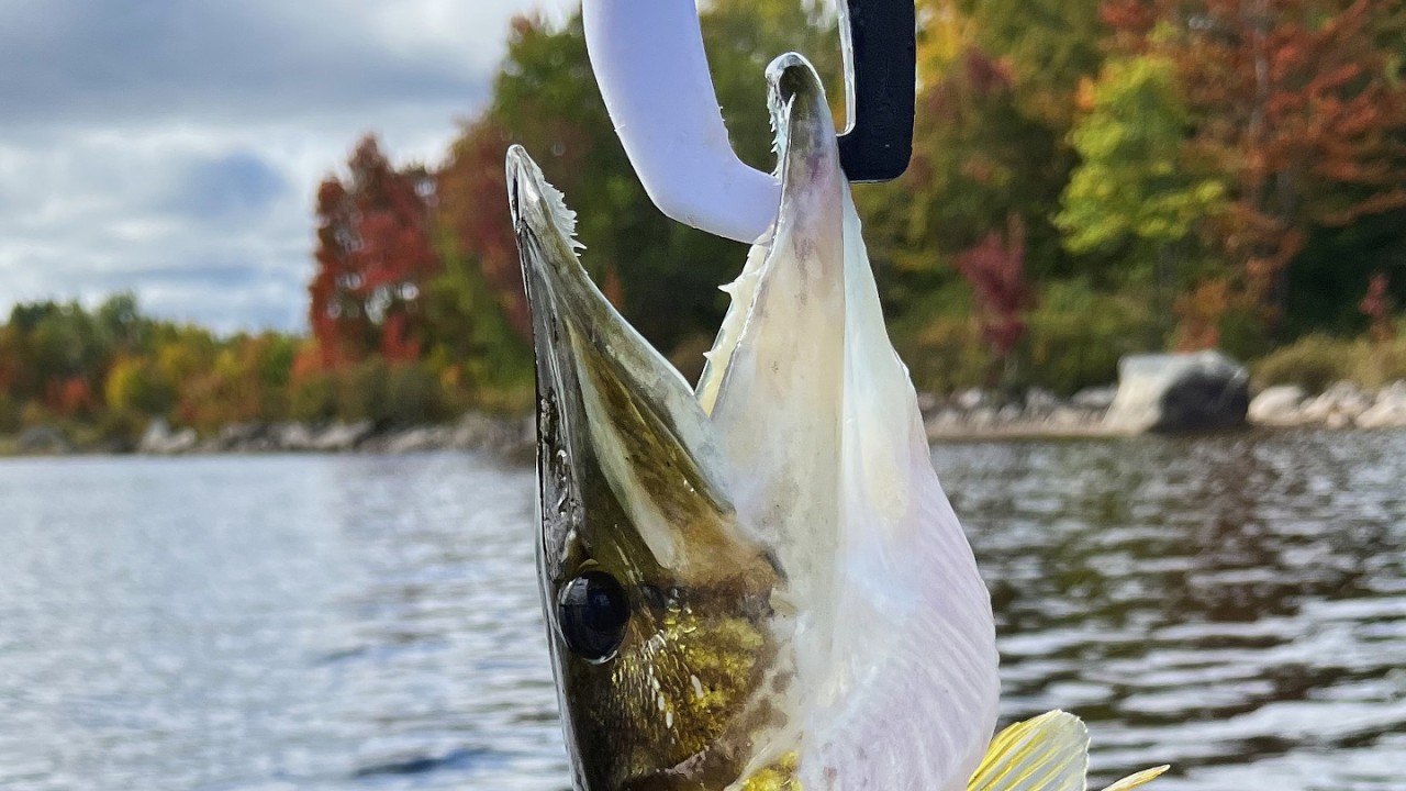 My Best Day Thus Far!!!! #bassfishing #uglystik #piscifun #chainpickerel #lakelife