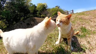 仲良し濃淡茶シロ猫コンビが険しい坂道でピクニックをする
