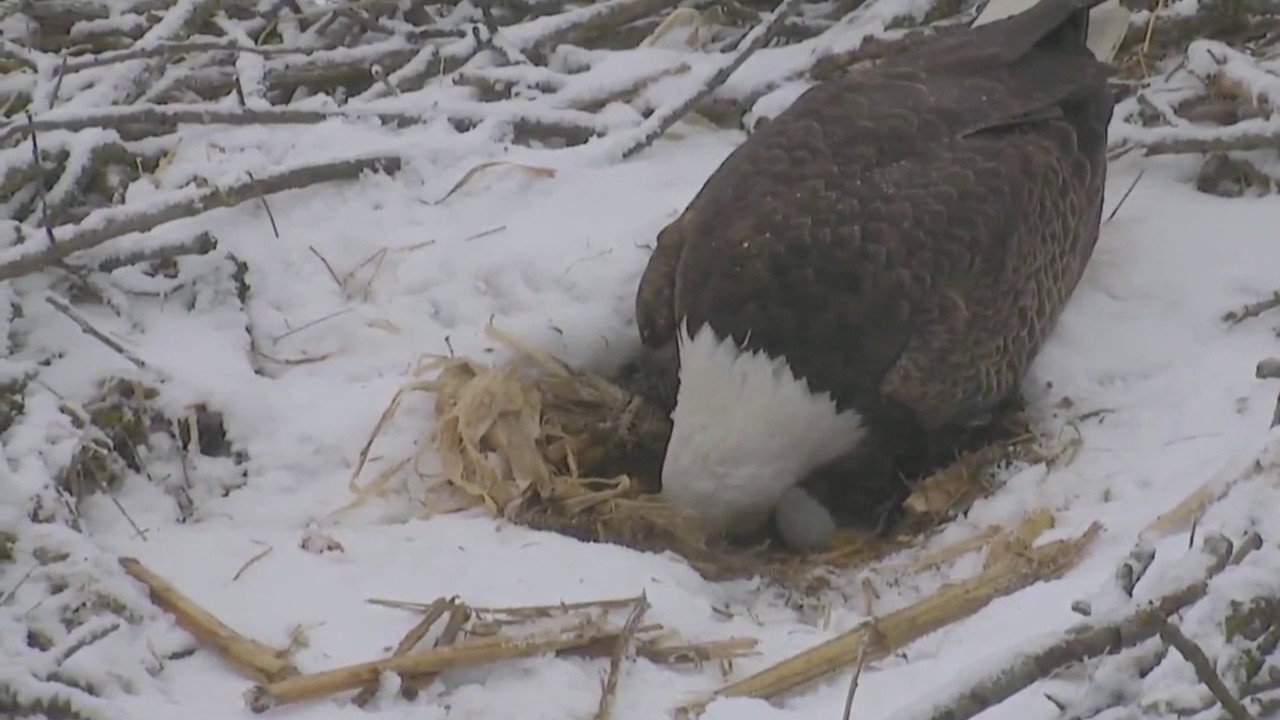 Eagle Riding Corn Decorah North Eagles,Egg Roll&Tucking In Corn Husk 2/24/17 - YouTube
