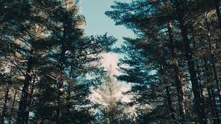 Free worship background - Winter Forest 3 loop HD. screenshot 5