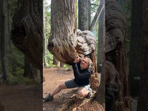 Fallen trees could