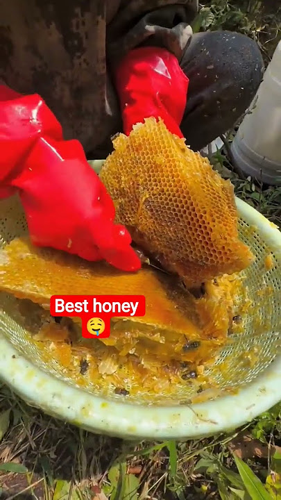 best hani 🐝🤤 #viralshort #honeybeedance #beefood #honey #honeybeesting #adventure #honeybird #bee