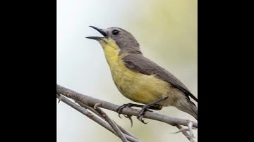 Burung Remetuk Laut Gacor Untuk Masteran #shorts