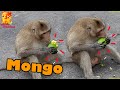 Look at the monkey biting each other mango like delicious