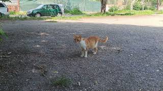 Lazy Orange Street Cat Interested in Food (Live) 🐈🎥😻 by Exciting Cats 46 views 1 day ago 1 minute, 45 seconds