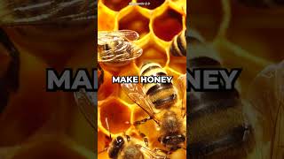 Why Do Bees Make Honey honey bees facts