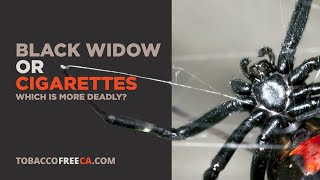 Tobacco Industry Deceit | Black Widow or Cigarettes (which is more deadly?)