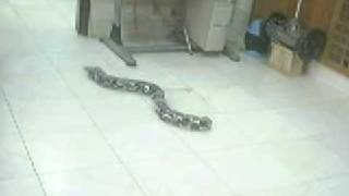 modular robot ( snake form 2)