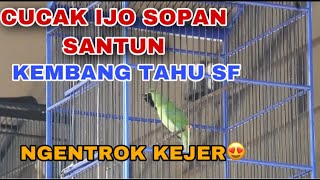 Cucak Ijo Sopan Santun Tampil Maksimal Di Piala Calox Kali Tekuk - Kembang Tahu Sf screenshot 4