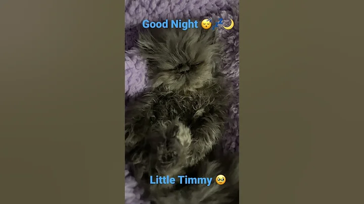 Watch the video about Good Night Little Timmy 😴💤🌙 #persiankittensforsale #catlover