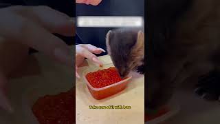 видео: Девушка увидела необычного зверька на дороге и забрала с собой картинка: Девушка увидела необычного зверька на дороге и забрала с собой