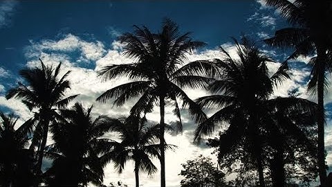 Silhouettes of Palm Trees on Blue Sky and White Clouds Background. Coconut Palm Trees on Summer |
