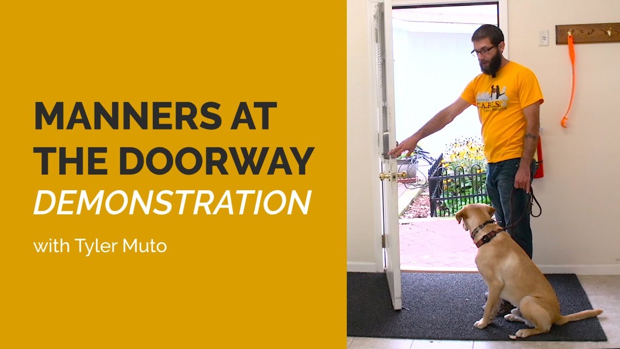 Train Your Dog to Have MANNERS at the Door with Tyler Muto YouTube