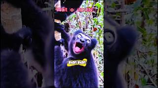 Indri Indri vs Gibbons #beats #slowedandreverb #animals #wildanimals #sigmaedit #trollfaceedit
