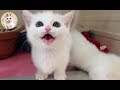 短足マンチカンの白猫ラムです！　Lum, the white short-legged cat!