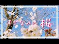 すぎなみの桜【令和7年4月1日号】すぎなみスタイル