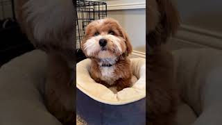 How can you do that? It’s illegal!!! | Milo the Havanese puppy