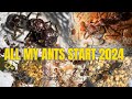 All my ants start 2024