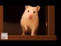 秘密基地をご用意したらう●こ置き場になっとった。【ゴールデンハムスター】/Hamster POPOCO's secret base. ...toilet?