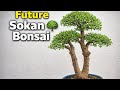 Full Pruning a Mature Double Trunk Bonsai 🌳 Sokan Portulacaria Afra